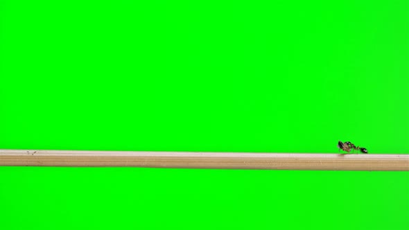 Ants of the Species Monomorium Floricola, Crosses a Twig of Straw and Carries the Larva of the alt