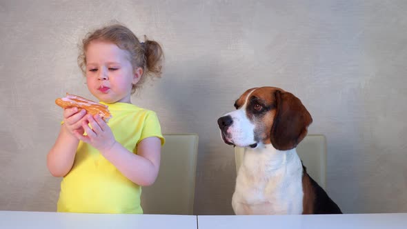 Little girl eating eclair cake next to a hungry beagle dog and treating him alt