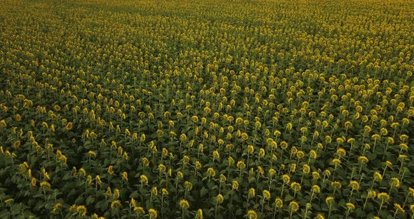Flying Over A Yellow Field Of Sunflower