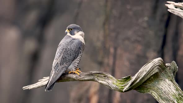 Peregrine Falcon Video Clip in 4k alt