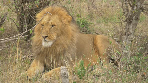 Maasai lion licking its lips alt