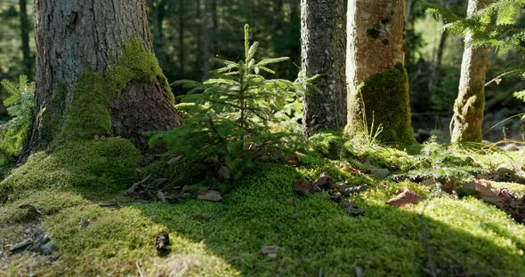 Pan Right View of Small Young Spruce Tree Growing Om Mossy Ground Near Old Trees in Coniferous Woods alt