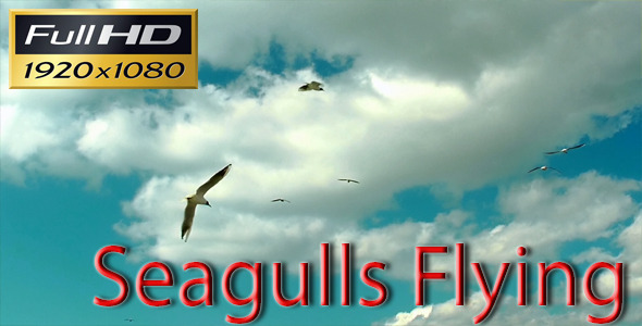 Seagulls Flying  alt