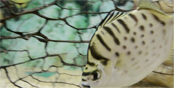 Underwater World 10 alt