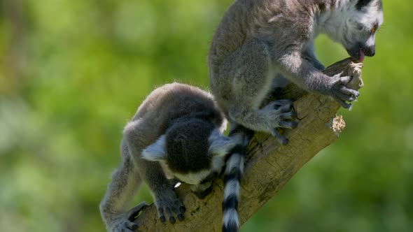 High quality close up of young lemurs resting on branch and nibbling wood in summer alt