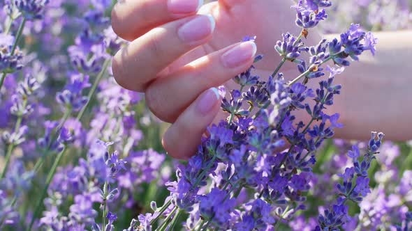 The woman's hand gently touches the flowers of the lavender field. Cooking lavender oil. alt