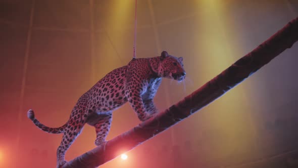 a trained leopard walks along a beam under the beams of spotlights, a circus performance