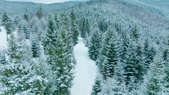 Forest Mountains Snow Cold Winter Wood Hill Frozen Travel Nature alt