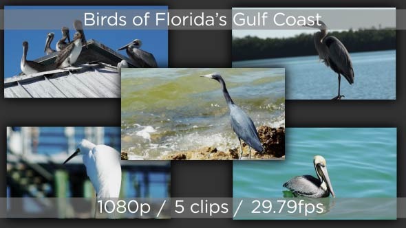 Florida Bird Packs