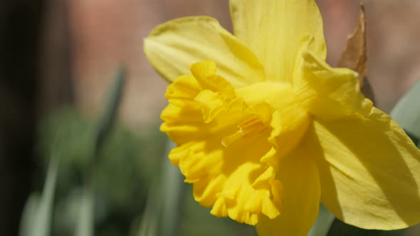 Narcissus pseudonarcissus flower in the garden slow waving by the wind 4K 2160p UltraHD footage - Na alt