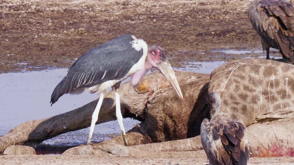 Marabou Storks And Vultures Feeding On A Dead Giraffe - Closeup Shot alt