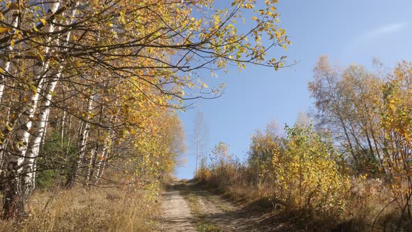 Dirt road in the sun alt