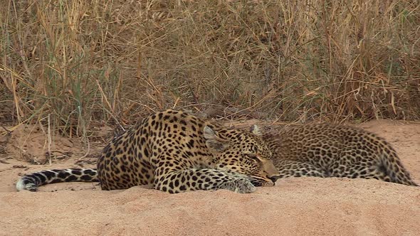 A female leopard lifts her head to look around as her cubs continue to nurse from her teat. alt