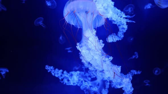 Beautiful Jellyfish in the Neon Light in Aquarium Nature Background alt