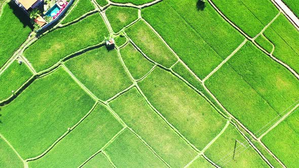 The Beautiful Rice Fields Of Bahamas With Farmers Working In Between The Fields On A Sunny Day - Aer alt