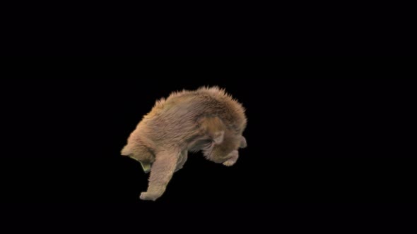 134 Bear Dancing 4K alt