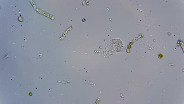 CELL MOTION IN A HYDROGEN ENVIRONMENT. TIMELAPS alt