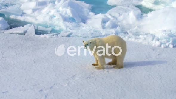 Polar Bear Standing On Broken Sea Ice In Antarctica alt