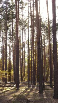 Vertical Video of Trees in the Forest in Autumn alt