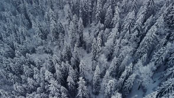 Drone Spin Around Snow Covered Mountain Forest