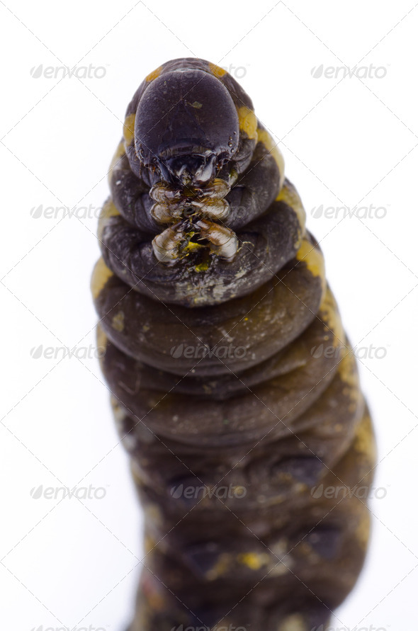 cocoon caterpillar - Stock Photo - Images