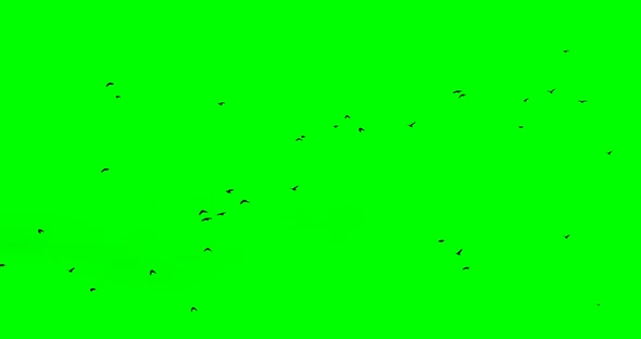 Birds Fly High in the Sky From Left To Right Green Screen Looped, Stock ...