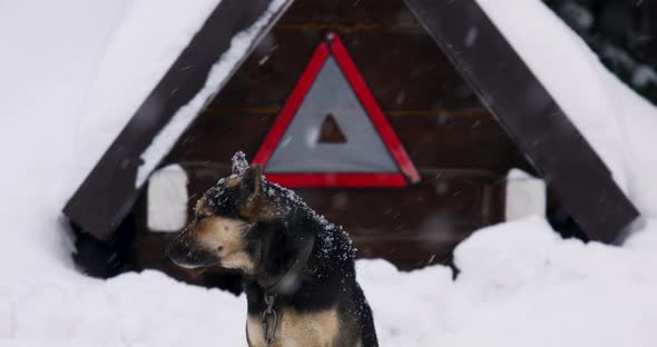 Cute Cool Blackbrown Big Mongrel on a Chain in Front of a Wooden Kennel alt