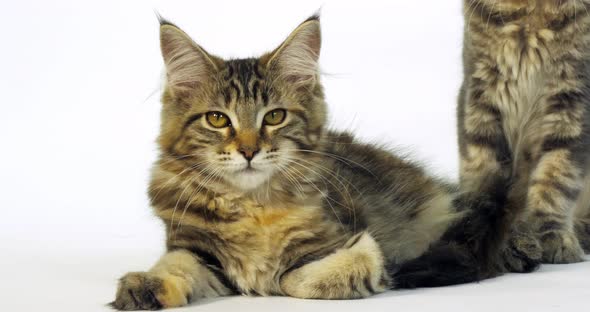 Brown Tortie Blotched Tabby Maine Coon, Domestic Cat, Portrait of a Kitten Slow Motion 4K alt