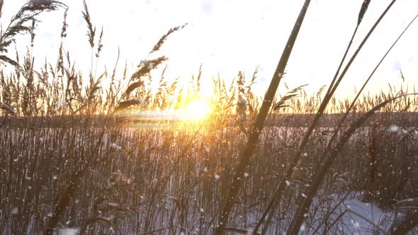 Reeds Sways in the Wind Against the Backdrop of Snow with Sunset alt
