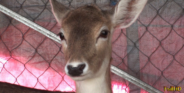 Deer - Close Up