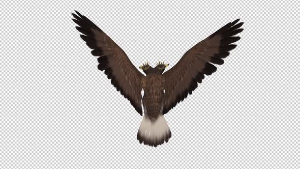 Imperial Eagle - Double-Headed - Flying Loop - Back Top alt