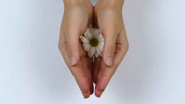 Woman holds white chamomile in her hands and covers it with her palm. alt