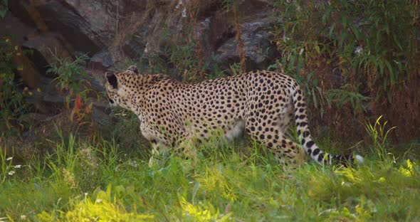 Alert Adult Cheetah Walking on Grass in the Shadows
