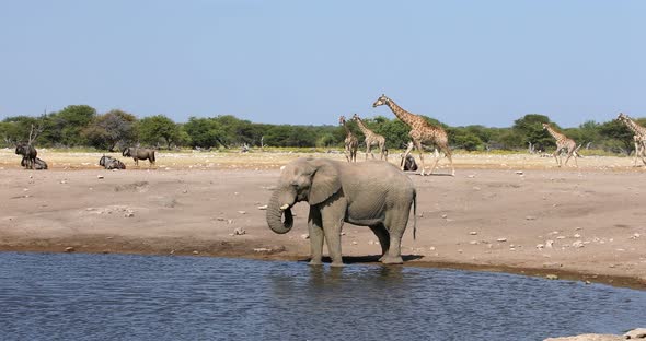 African Elephant in Namibia, Africa safari wildlife alt