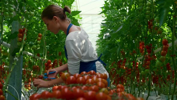 Agronomist Woman Collecting Red Organic Tomatoes in Warm Sunny Greenhouse alt