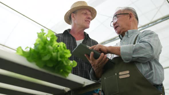 asian elder male checking quality of greenhouse hydroponic farm with caucasian buyer