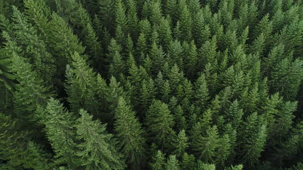 Coniferous Forest the Aerial View
