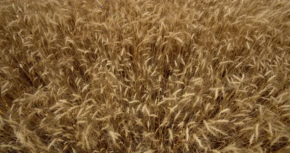 Ears of wheat moving from the wind in a wheat field.