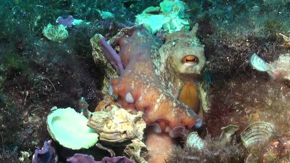 Reef Octopus close up with empty shells in the Mediterranean Sea alt