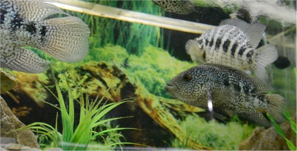 Underwater World 12 alt