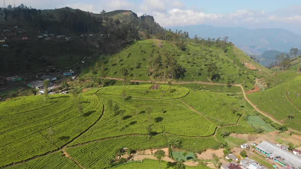 Agriculture of Asian Island alt