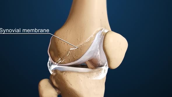 Leg skeletal anatomy.Leg joint alt