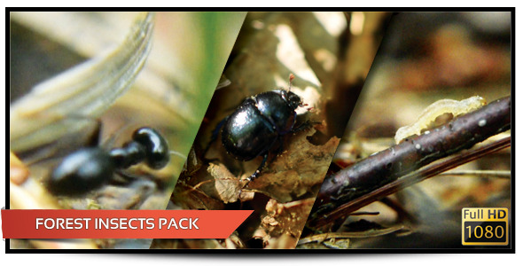 Forest Insects Pack