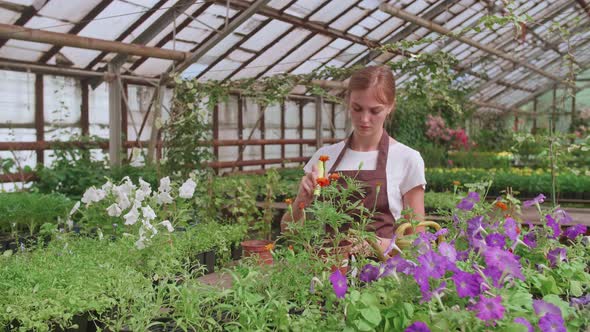 Girl in an Apron at Work in a Greenhouse Transplants Flowers Slowmotion Video