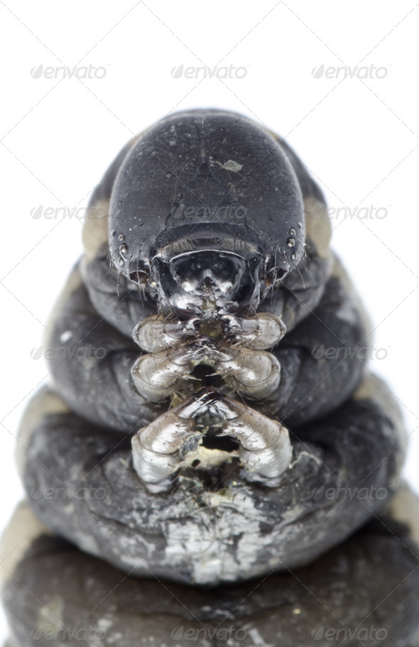 cocoon caterpillar - Stock Photo - Images