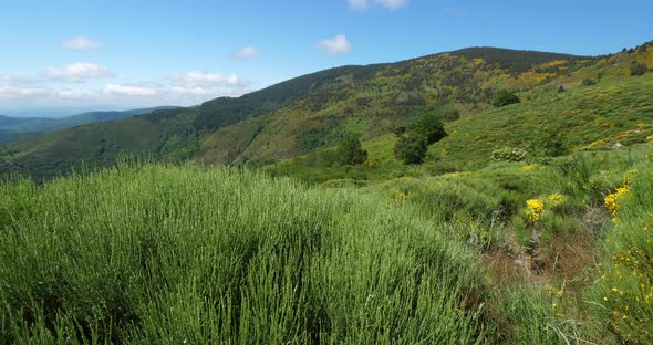 Col de la Croix de Berthel, Pont de Montvert, Mont Lozere, Lozere, France alt