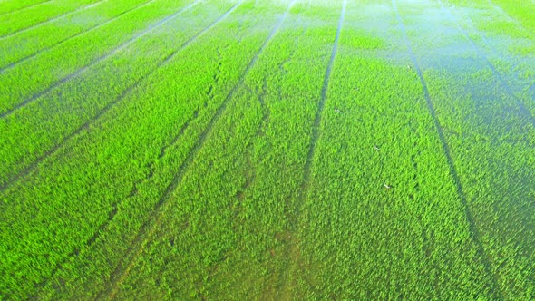 The sapling of the green rice sapling plant. Video of fresh spring rice field alt