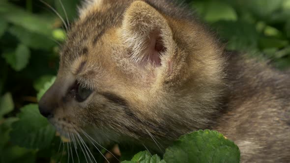 Cute kitten in the grass playing with plants 3840X2160 UHD footage - Little cat in the nature 4K UHD alt