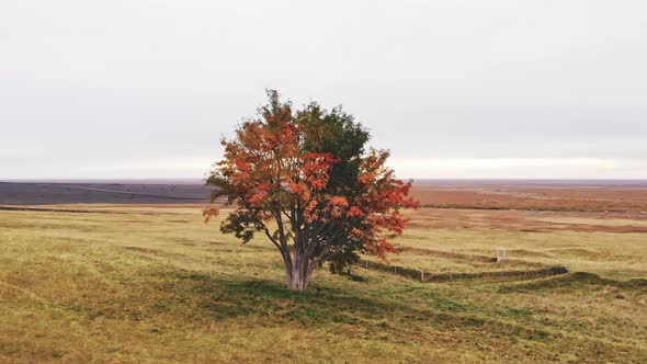 Single Tree in Autumn Iceland