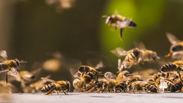 Bees Collect Honey From the Surface